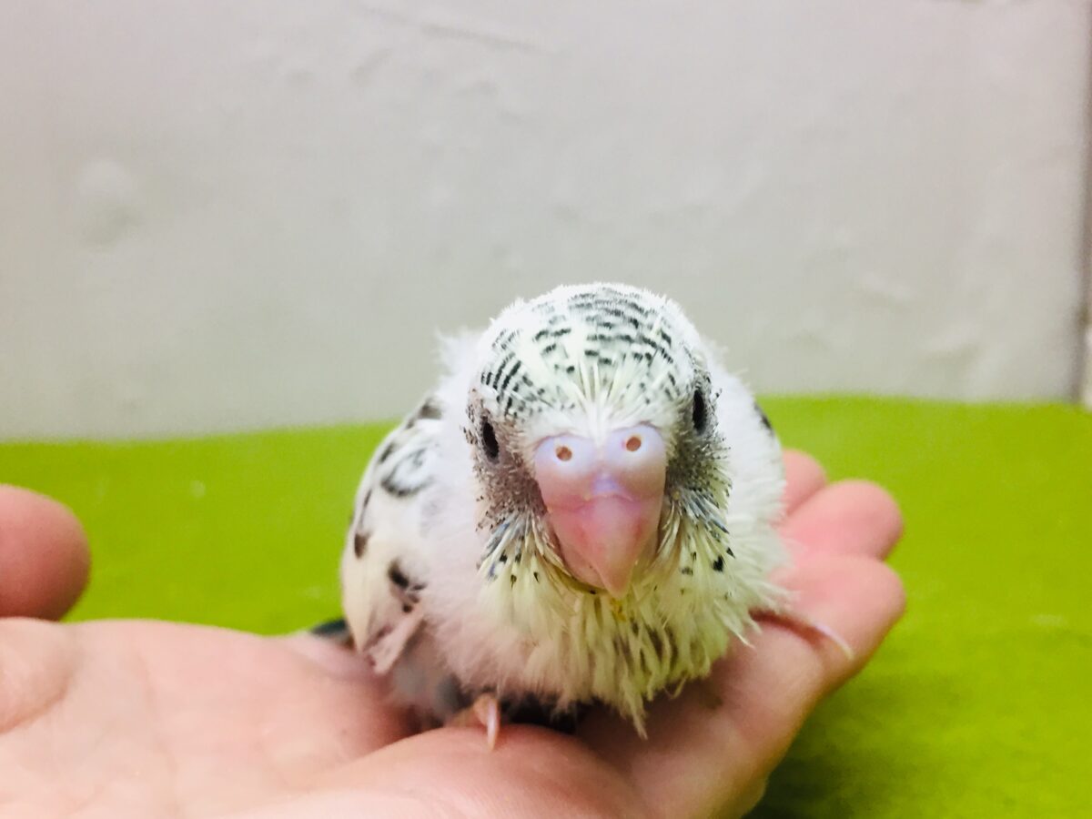 四色ハルクインカラーのセキセイちゃんがやってきましたよ~💙💛💚 セキセイインコ セキセイインコ