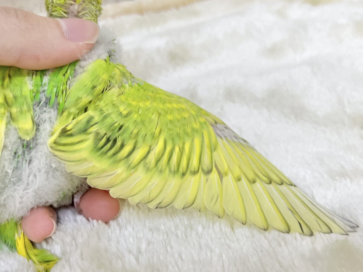 【🆙最新画像あり‼️】元気カラーな可愛い子☀️💚✨ セキセイインコ(スパングル) セキセイインコ
