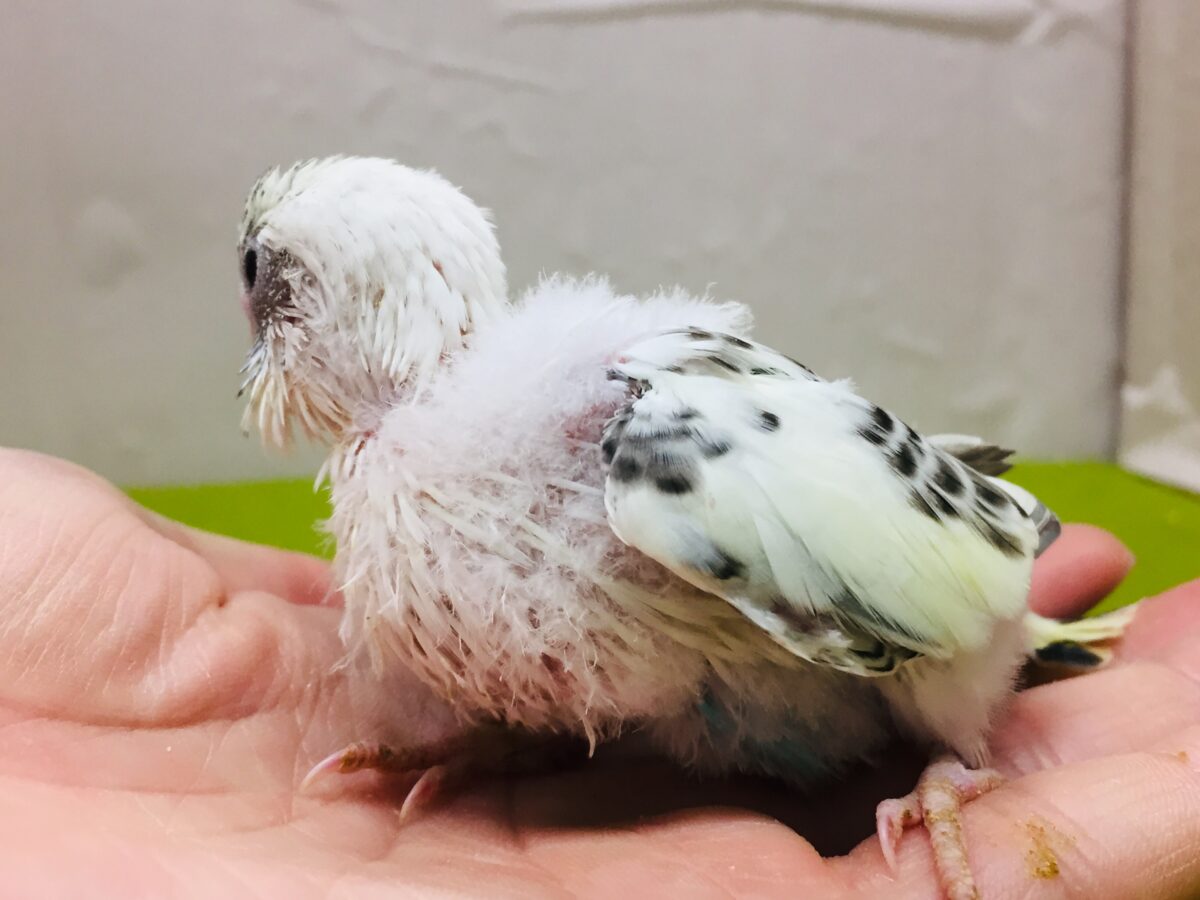 四色ハルクインカラーのセキセイちゃんがやってきましたよ~💙💛💚 セキセイインコ セキセイインコ