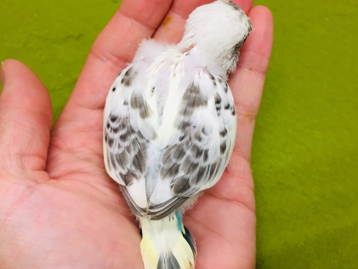 四色ハルクインカラーのセキセイちゃんがやってきましたよ~💙💛💚 セキセイインコ セキセイインコ