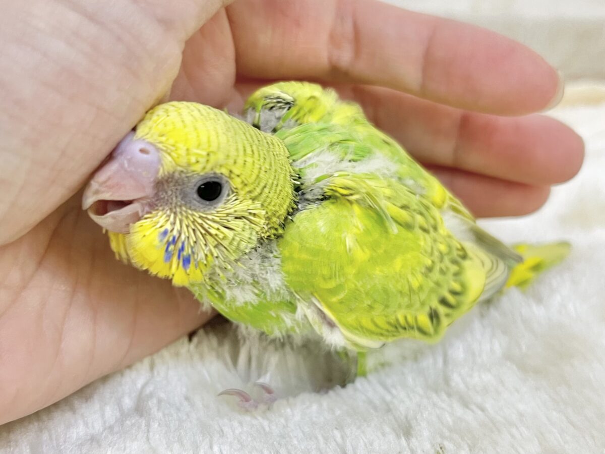 セキセイインコ