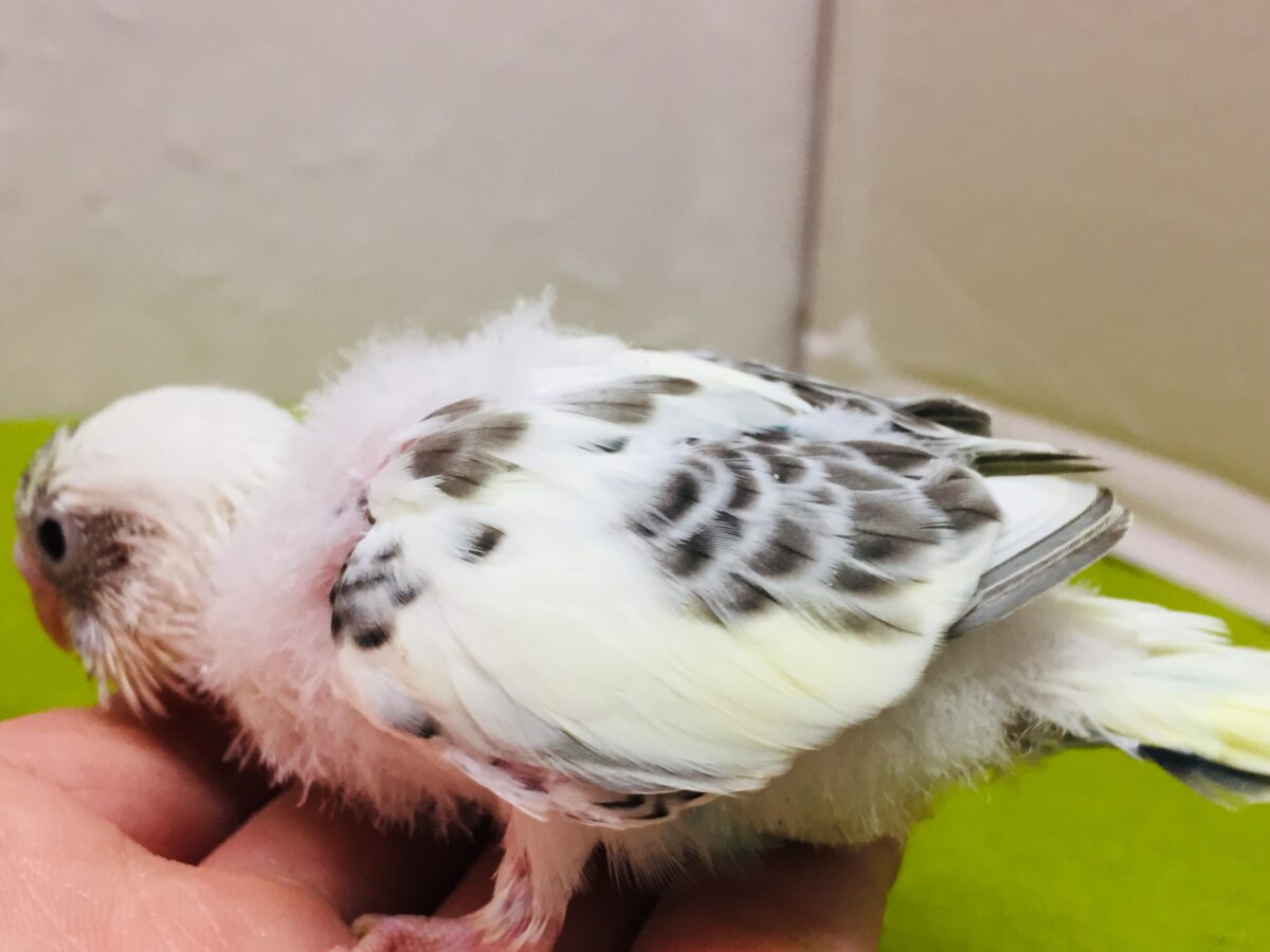 四色ハルクインカラーのセキセイちゃんがやってきましたよ~💙💛💚 セキセイインコ セキセイインコ