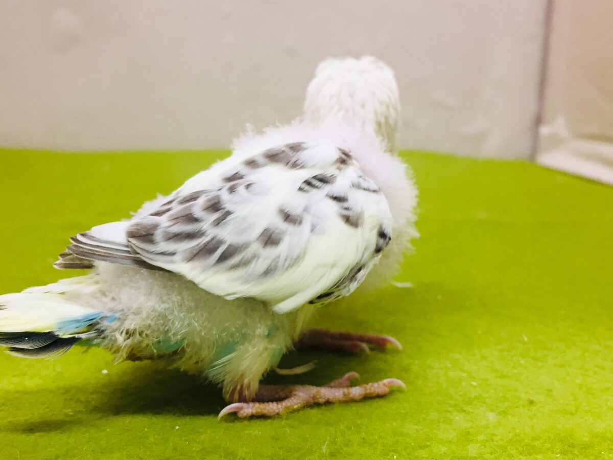 四色ハルクインカラーのセキセイちゃんがやってきましたよ~💙💛💚 セキセイインコ セキセイインコ