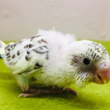 四色ハルクインカラーのセキセイちゃんがやってきましたよ～💙💛💚　セキセイインコ