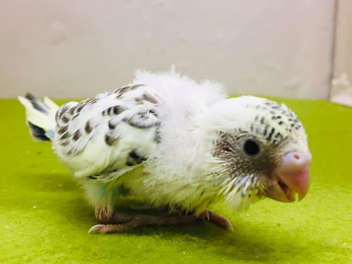 四色ハルクインカラーのセキセイちゃんがやってきましたよ~💙💛💚 セキセイインコ セキセイインコ