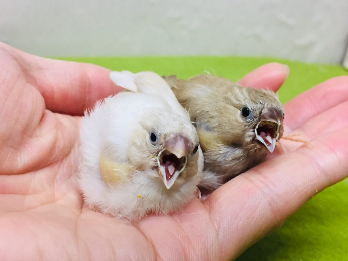 大人気!!フォーンカラーのキンカチョウさんがやってきましたよ~✨✨✨ 錦花鳥(キンカチョウ)