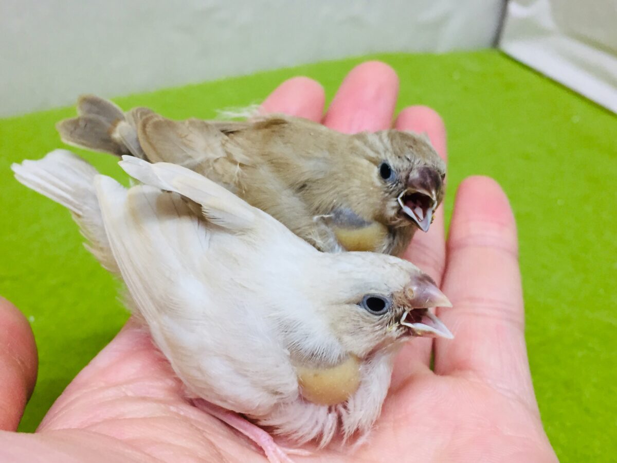 大人気!!フォーンカラーのキンカチョウさんがやってきましたよ~✨✨✨ 錦花鳥(キンカチョウ)