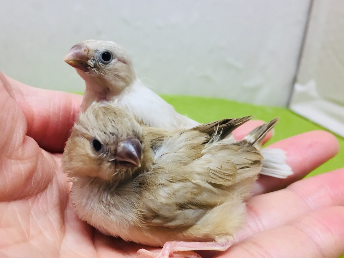 大人気!!フォーンカラーのキンカチョウさんがやってきましたよ~✨✨✨ 錦花鳥(キンカチョウ)