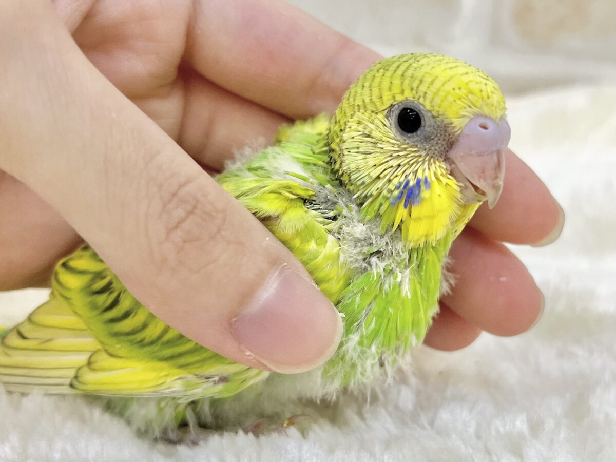 【🆙最新画像あり‼️】元気カラーな可愛い子☀️💚✨ セキセイインコ(スパングル) セキセイインコ