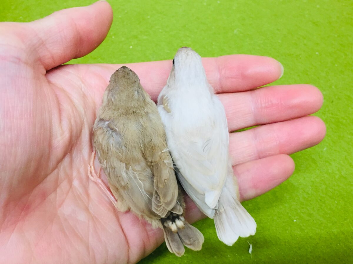 大人気!!フォーンカラーのキンカチョウさんがやってきましたよ~✨✨✨ 錦花鳥(キンカチョウ)