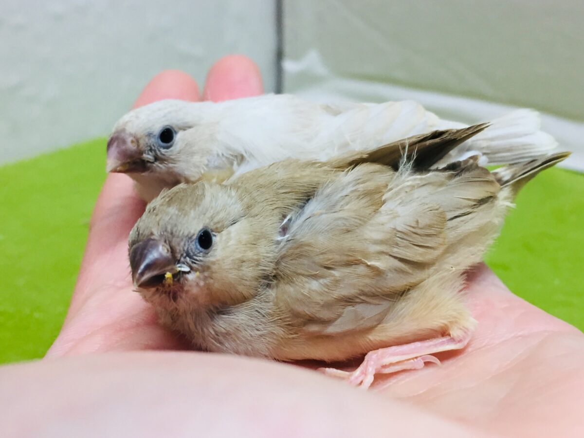 大人気!!フォーンカラーのキンカチョウさんがやってきましたよ~✨✨✨ 錦花鳥(キンカチョウ)