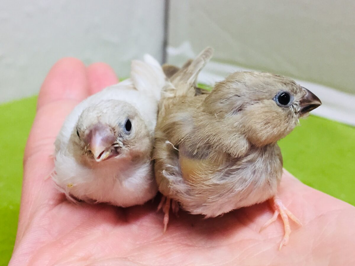 大人気!!フォーンカラーのキンカチョウさんがやってきましたよ~✨✨✨ 錦花鳥(キンカチョウ)