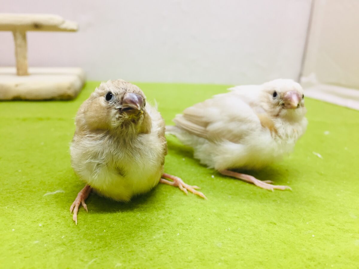大人気!!フォーンカラーのキンカチョウさんがやってきましたよ~✨✨✨ 錦花鳥(キンカチョウ)