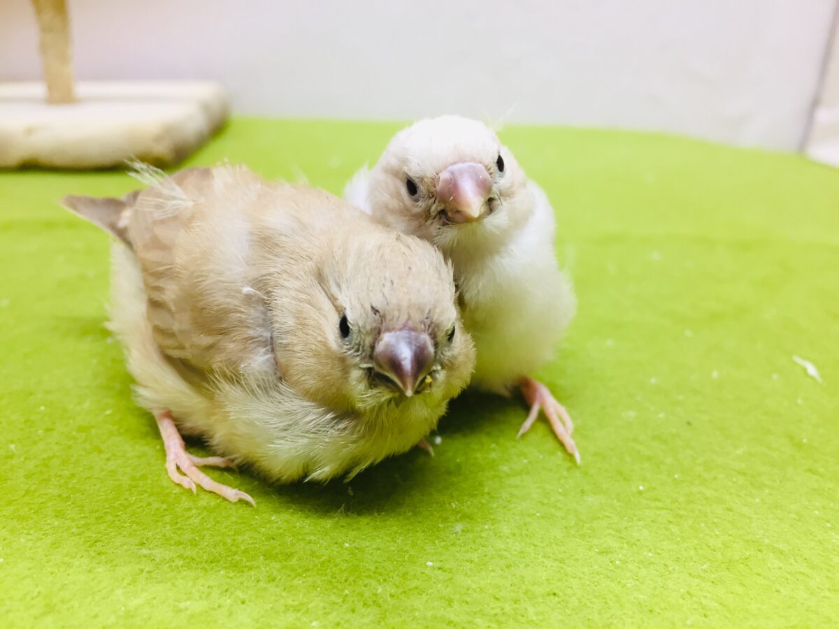 大人気!!フォーンカラーのキンカチョウさんがやってきましたよ~✨✨✨ 錦花鳥(キンカチョウ)