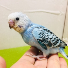 オパーリンカラーのセキセイちゃんがやってきましたよ～💙💙💙　セキセイインコ