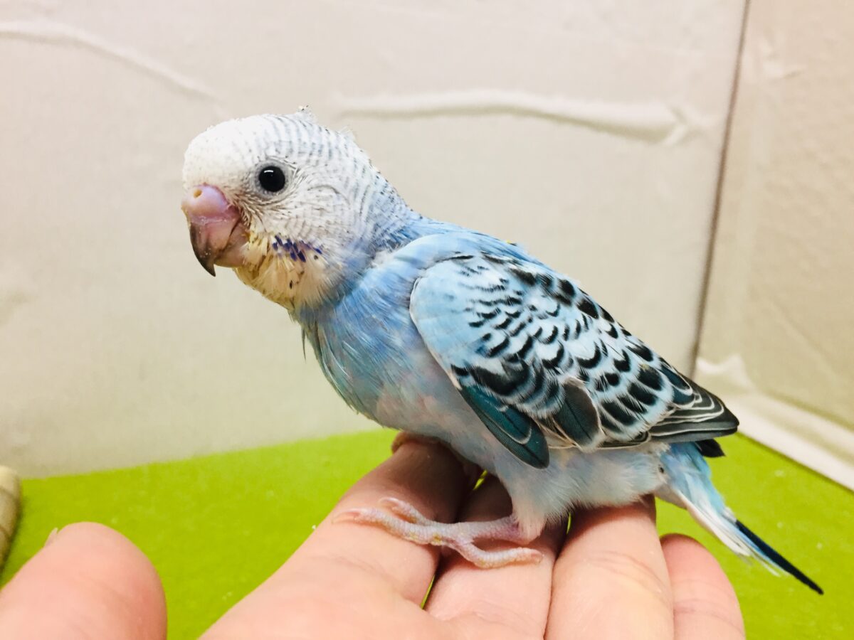 オパーリンカラーのセキセイちゃんがやってきましたよ~💙💙💙 セキセイインコ セキセイインコ