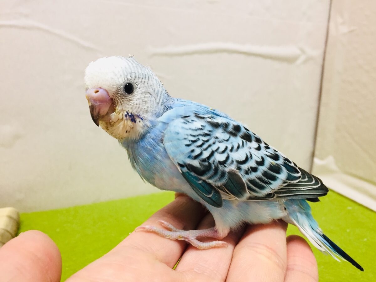 オパーリンカラーのセキセイちゃんがやってきましたよ~💙💙💙 セキセイインコ セキセイインコ