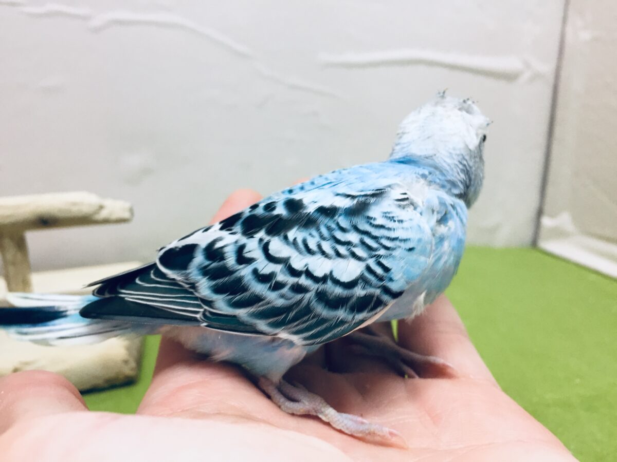 オパーリンカラーのセキセイちゃんがやってきましたよ~💙💙💙 セキセイインコ セキセイインコ