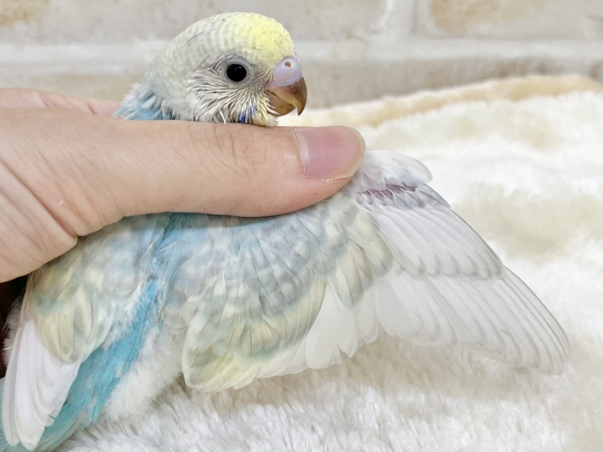 優しいパステルカラー☺️💕 セキセイインコ(パステルレインボースパングル) セキセイインコ