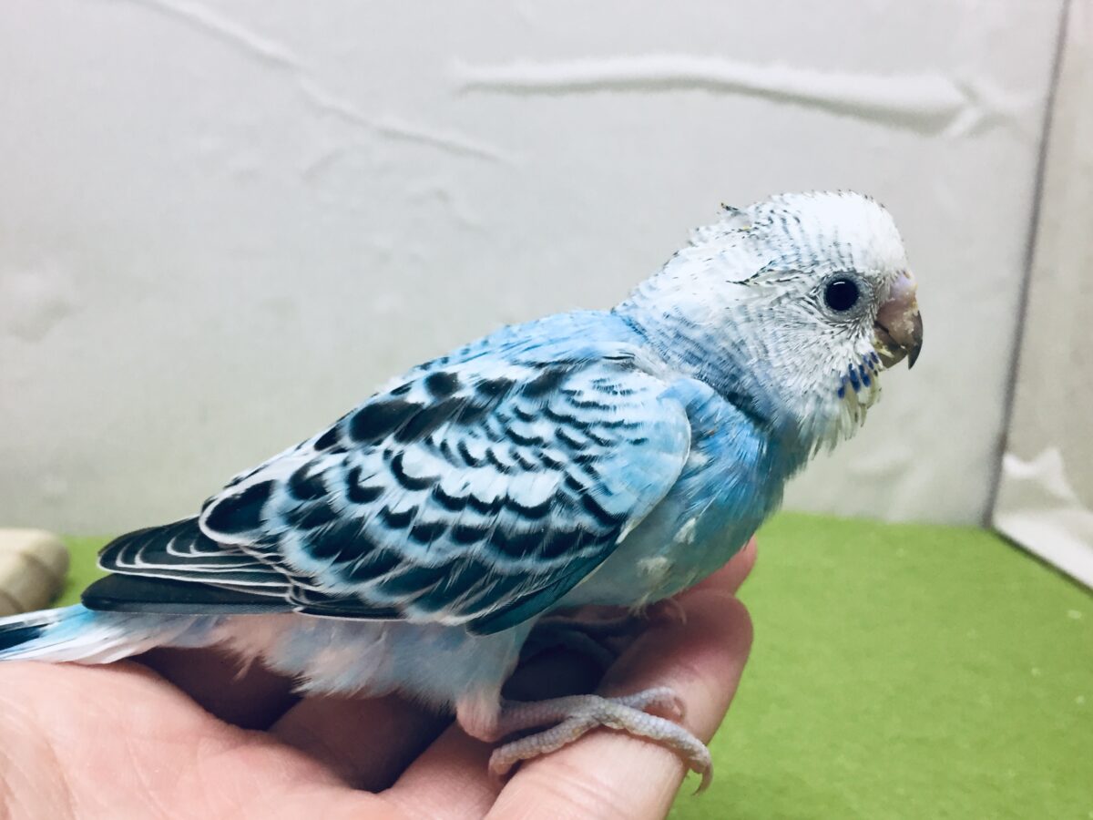 オパーリンカラーのセキセイちゃんがやってきましたよ~💙💙💙 セキセイインコ セキセイインコ