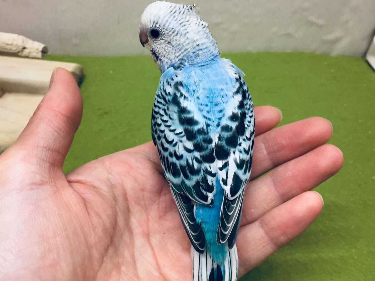 オパーリンカラーのセキセイちゃんがやってきましたよ~💙💙💙 セキセイインコ セキセイインコ