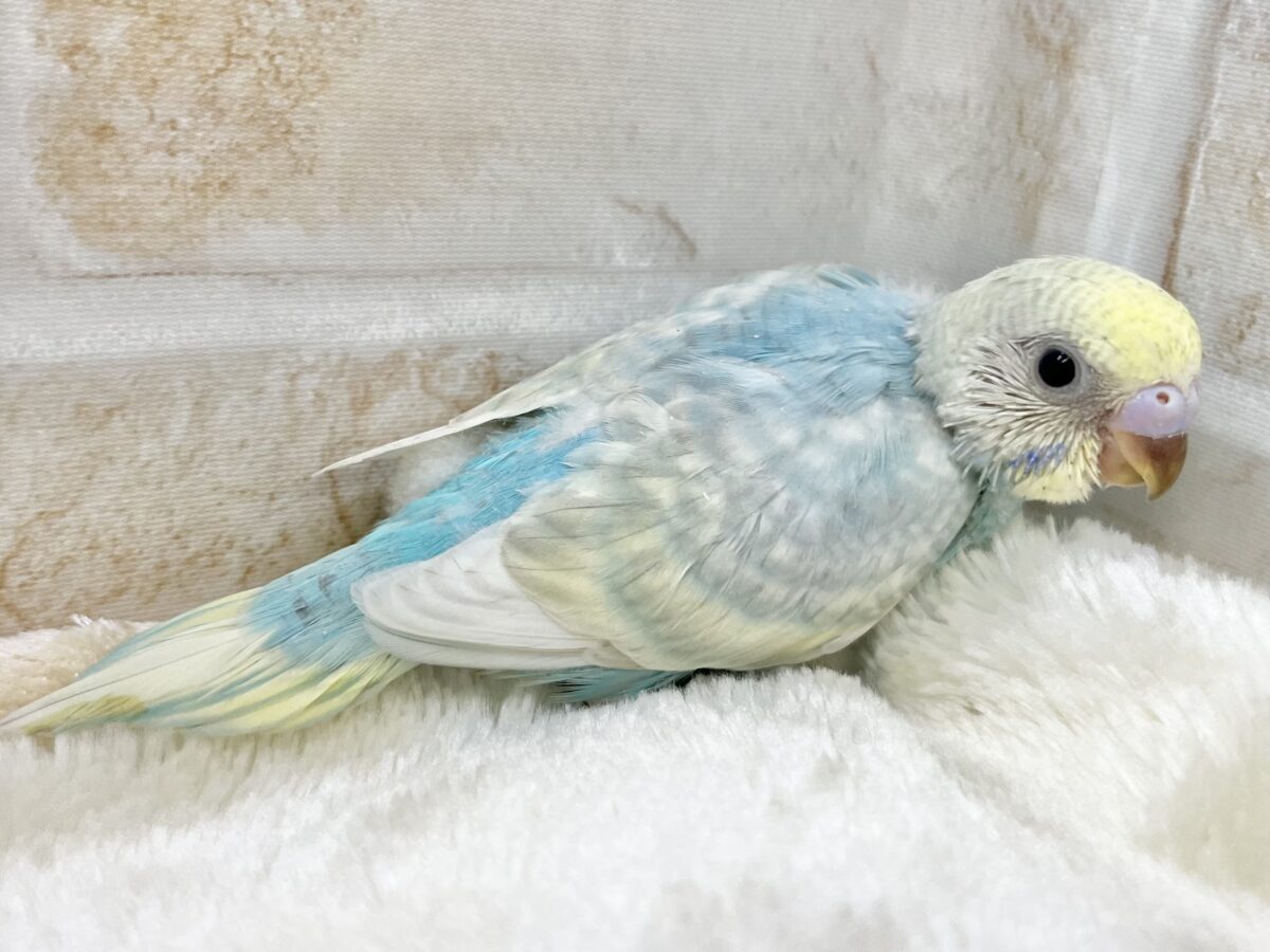優しいパステルカラー☺️💕 セキセイインコ(パステルレインボースパングル) セキセイインコ