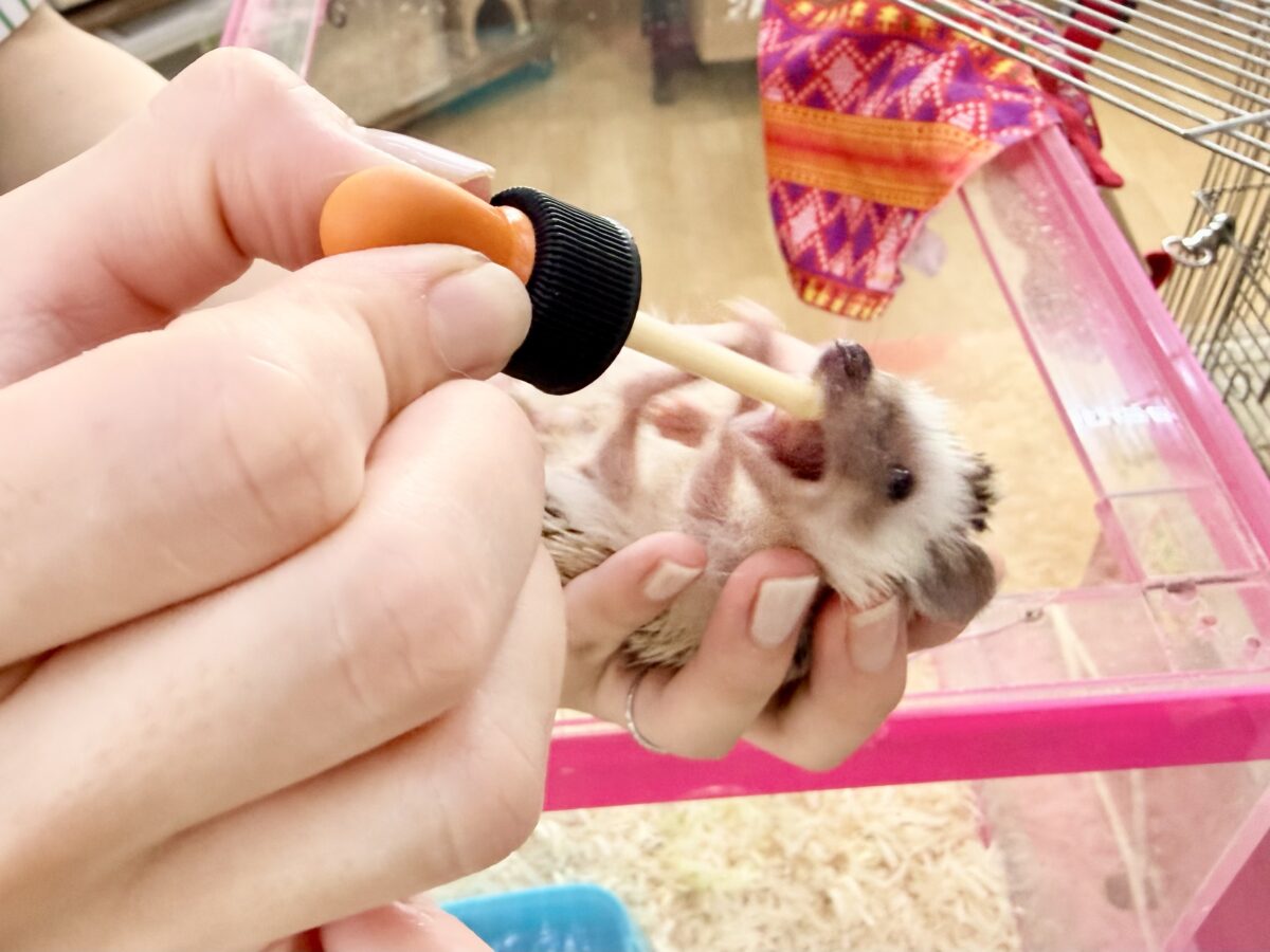 おっとりさんで触れ合いできちゃう💓ヨツユビハリネズミ(パイド)のベビー入荷しました♥️ ハリネズミ(ヨツユビハリネズミ)