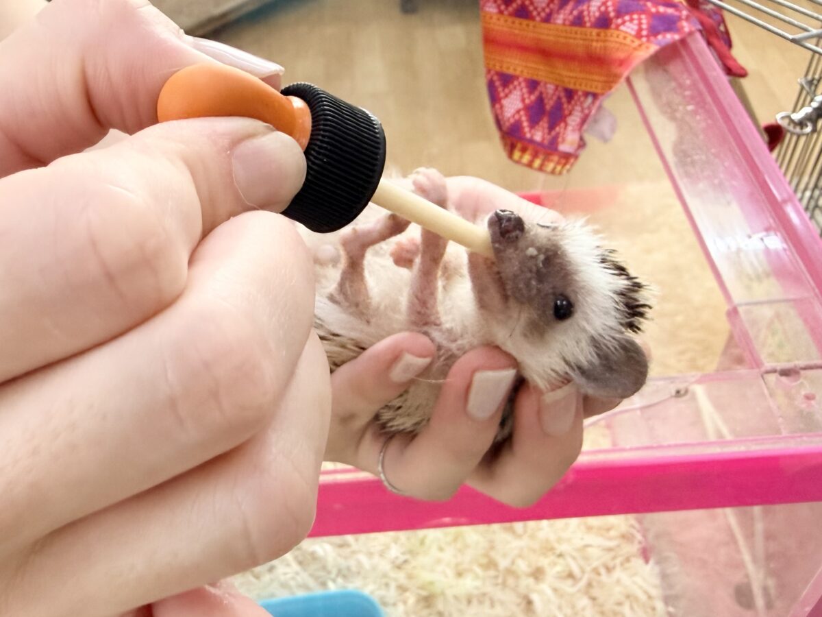 おっとりさんで触れ合いできちゃう💓ヨツユビハリネズミ(パイド)のベビー入荷しました♥️ ハリネズミ(ヨツユビハリネズミ)