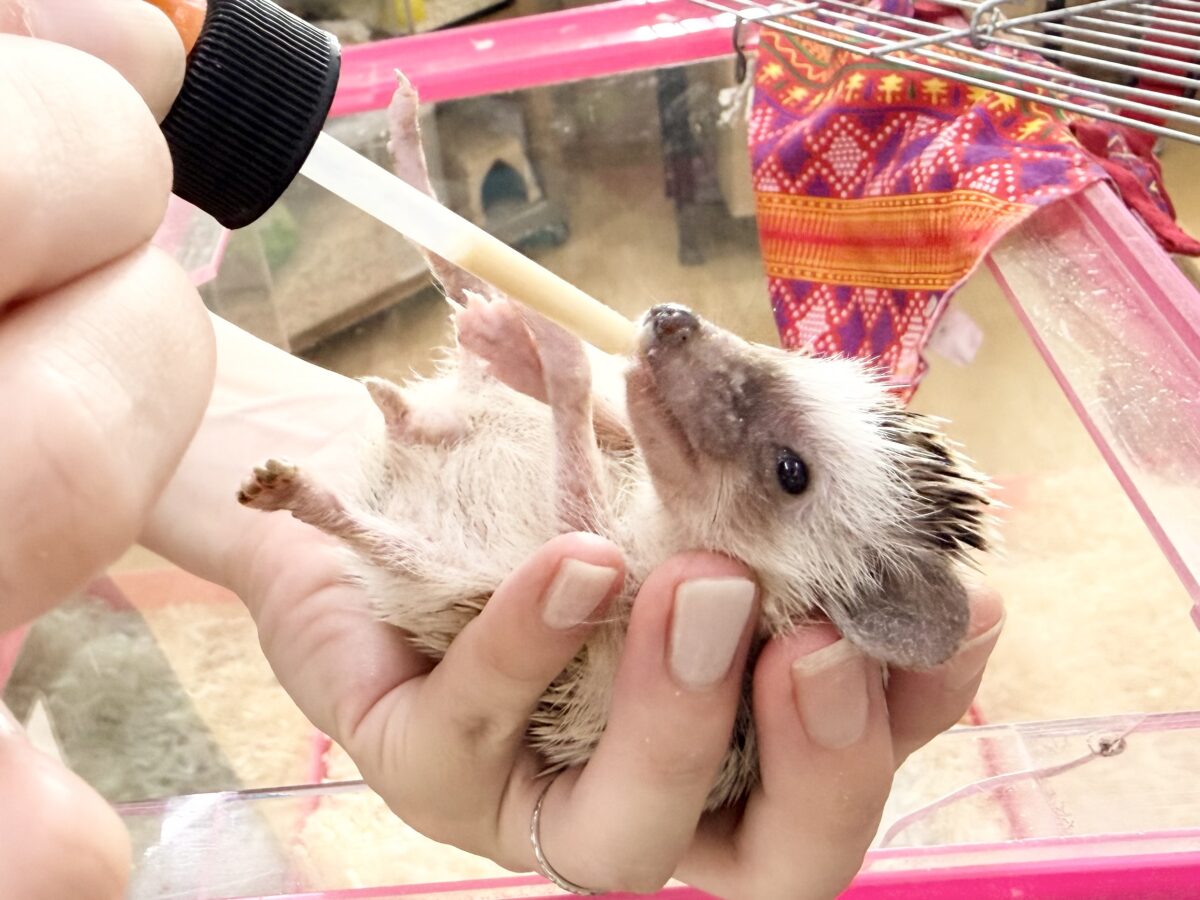 おっとりさんで触れ合いできちゃう💓ヨツユビハリネズミ(パイド)のベビー入荷しました♥️ ハリネズミ(ヨツユビハリネズミ)