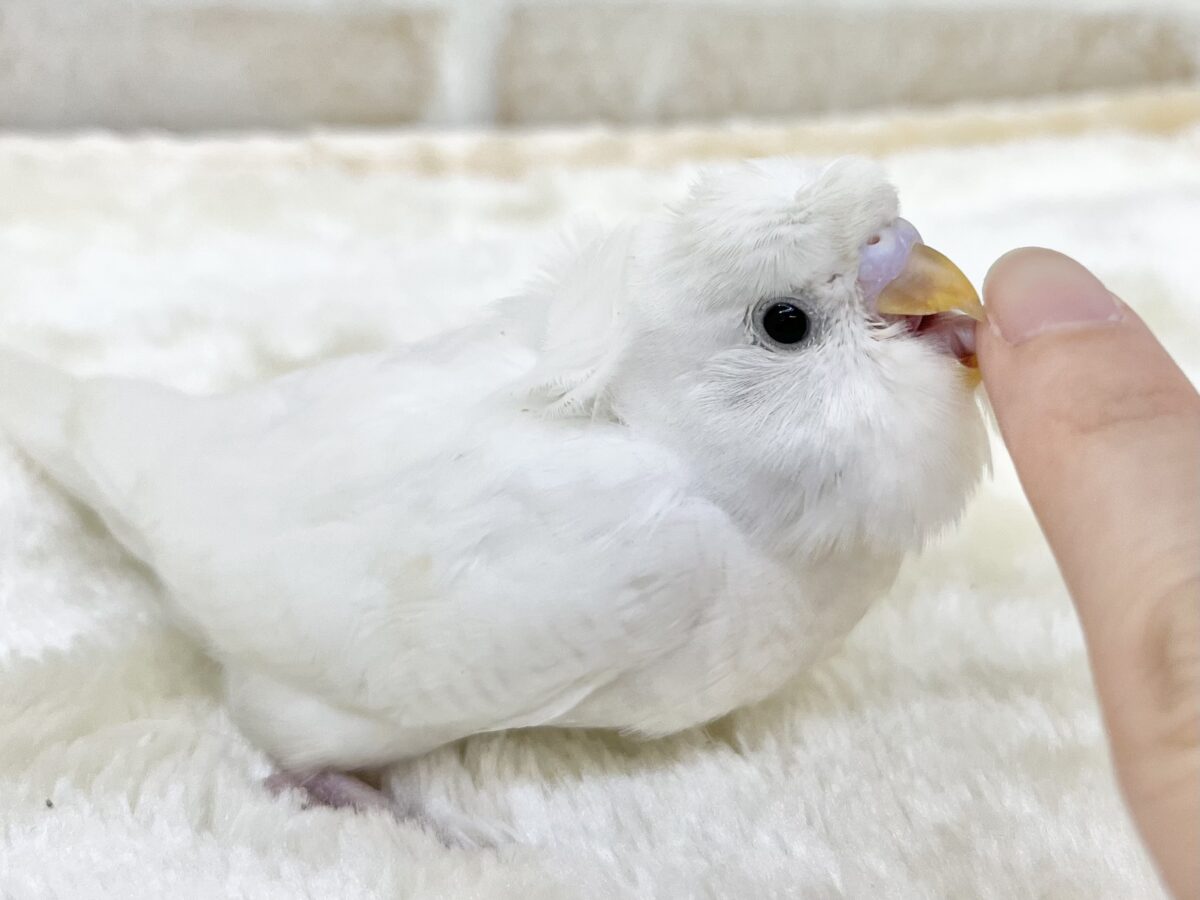 梵天セキセイインコ