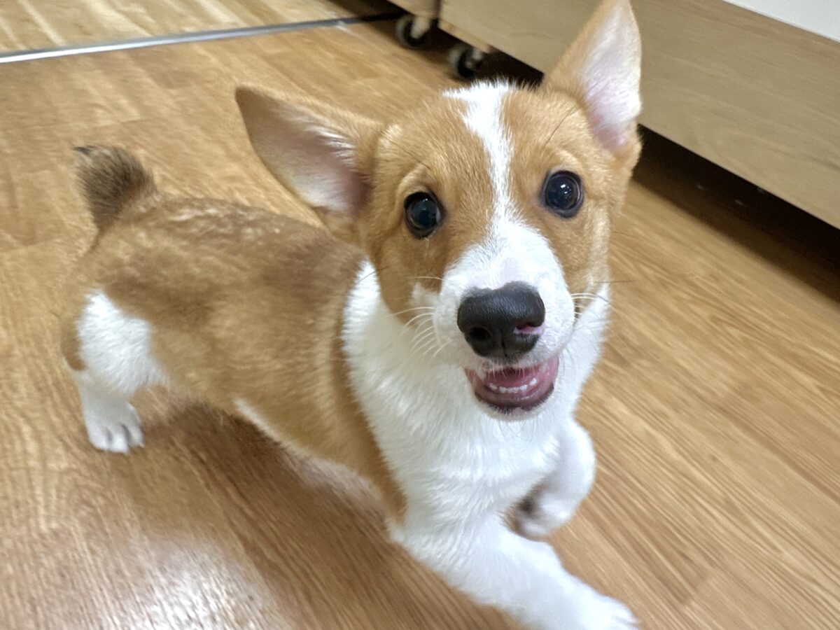 エネルギッシュ✊🏻❤️🔥むちむちコーギーくん🍞 ウェルシュコーギー・ペンブローグ