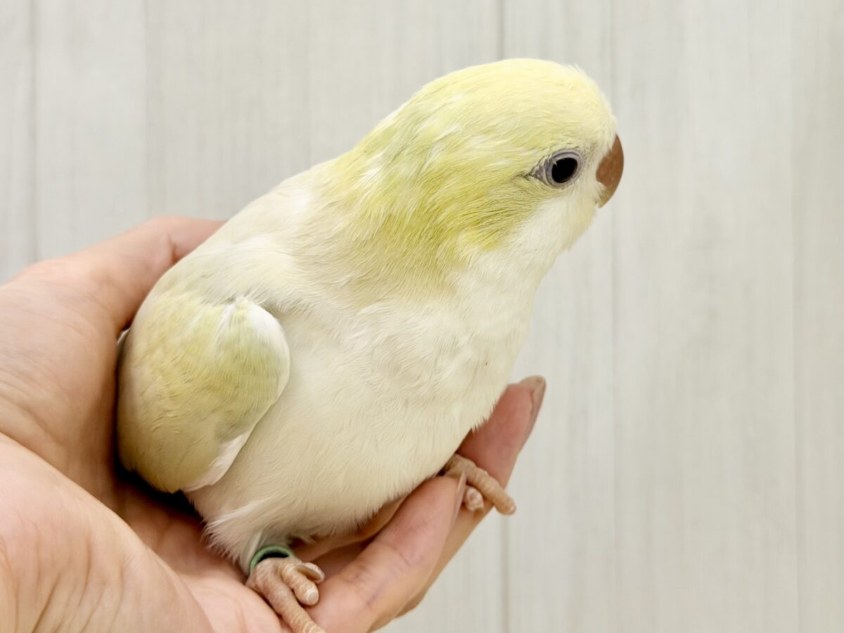 オキナインコ