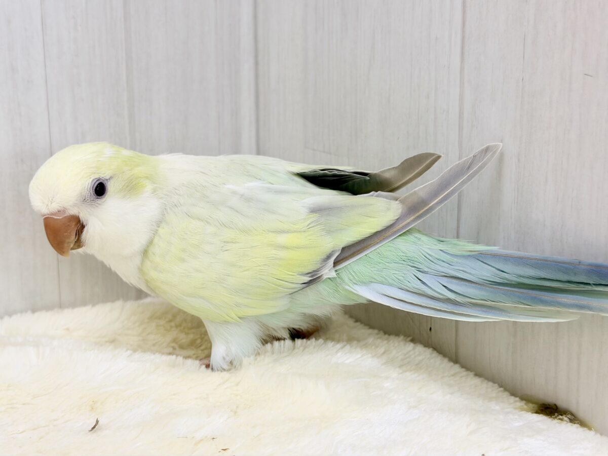 オキナインコ