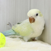 最新画像更新❤️ケケケケっ✨ピスタチオカラーの綺麗すぎるオキナインコさん入荷しました❤️