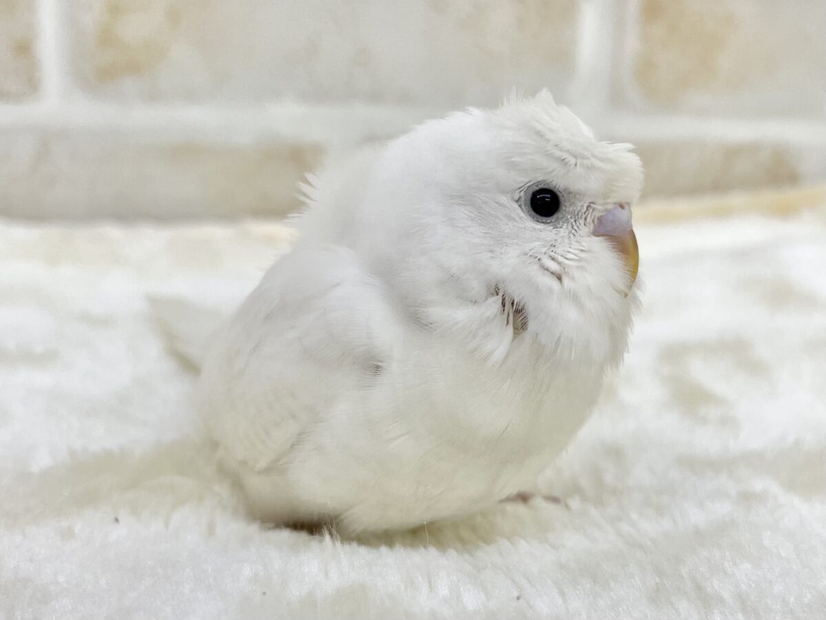 梵天セキセイインコ