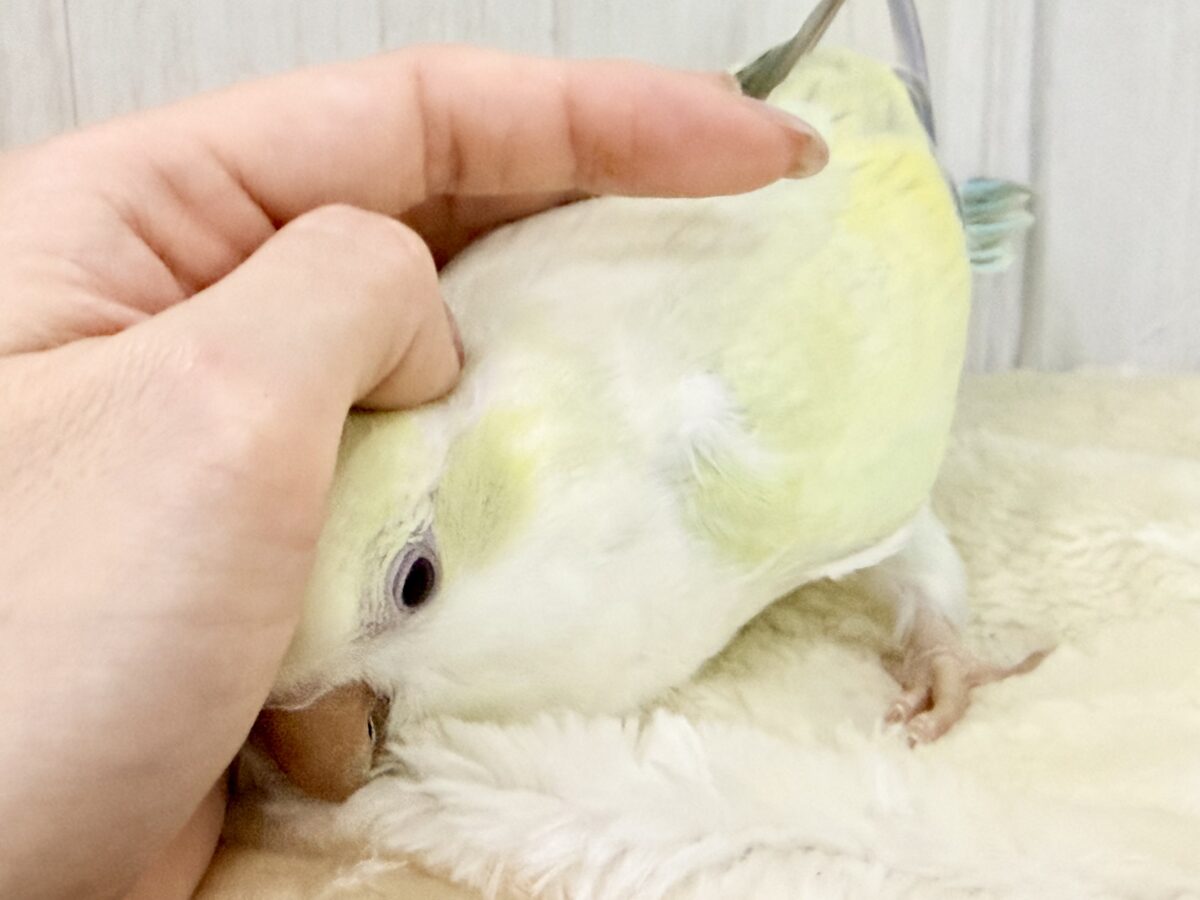 オキナインコ