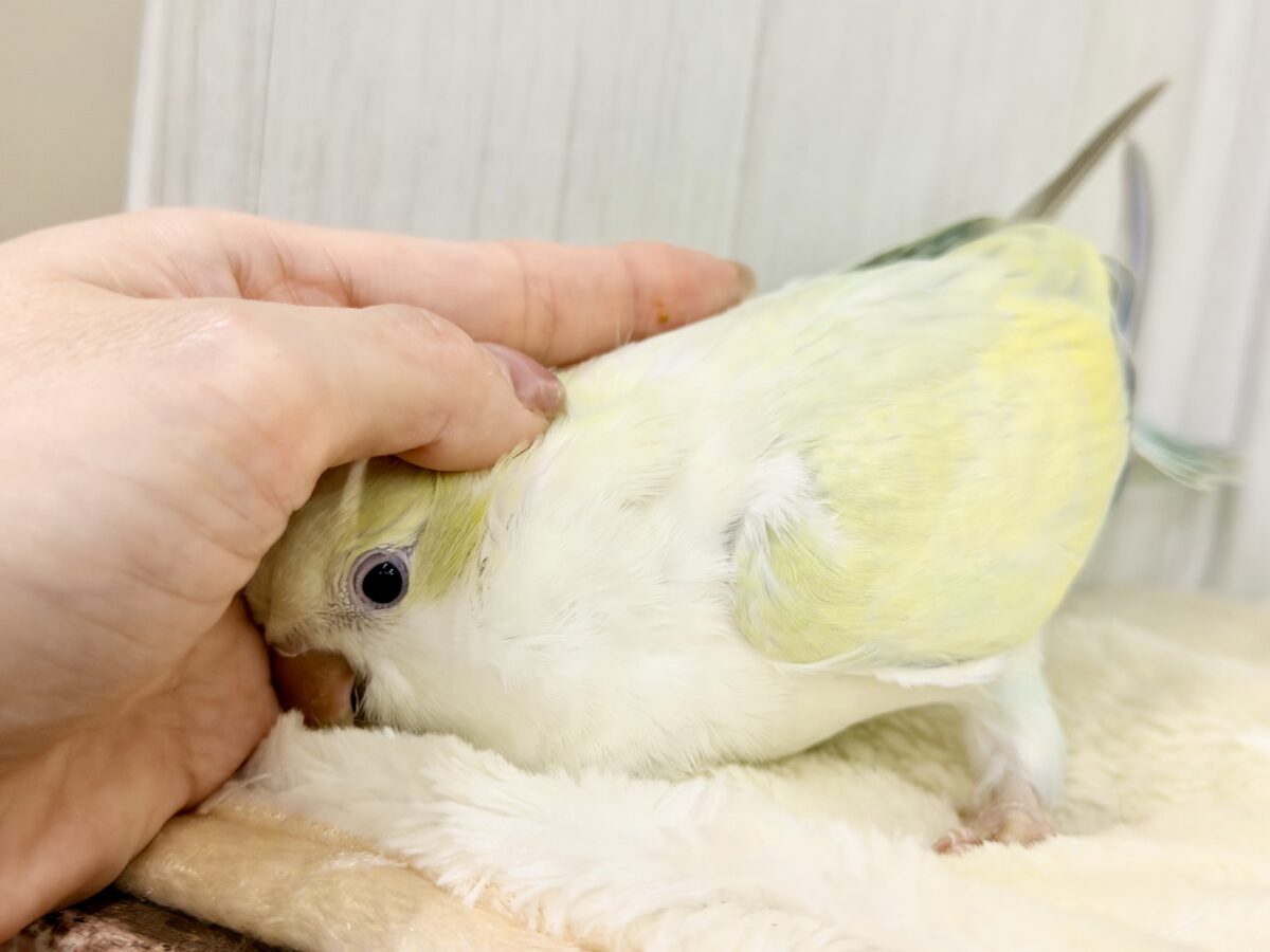 オキナインコ