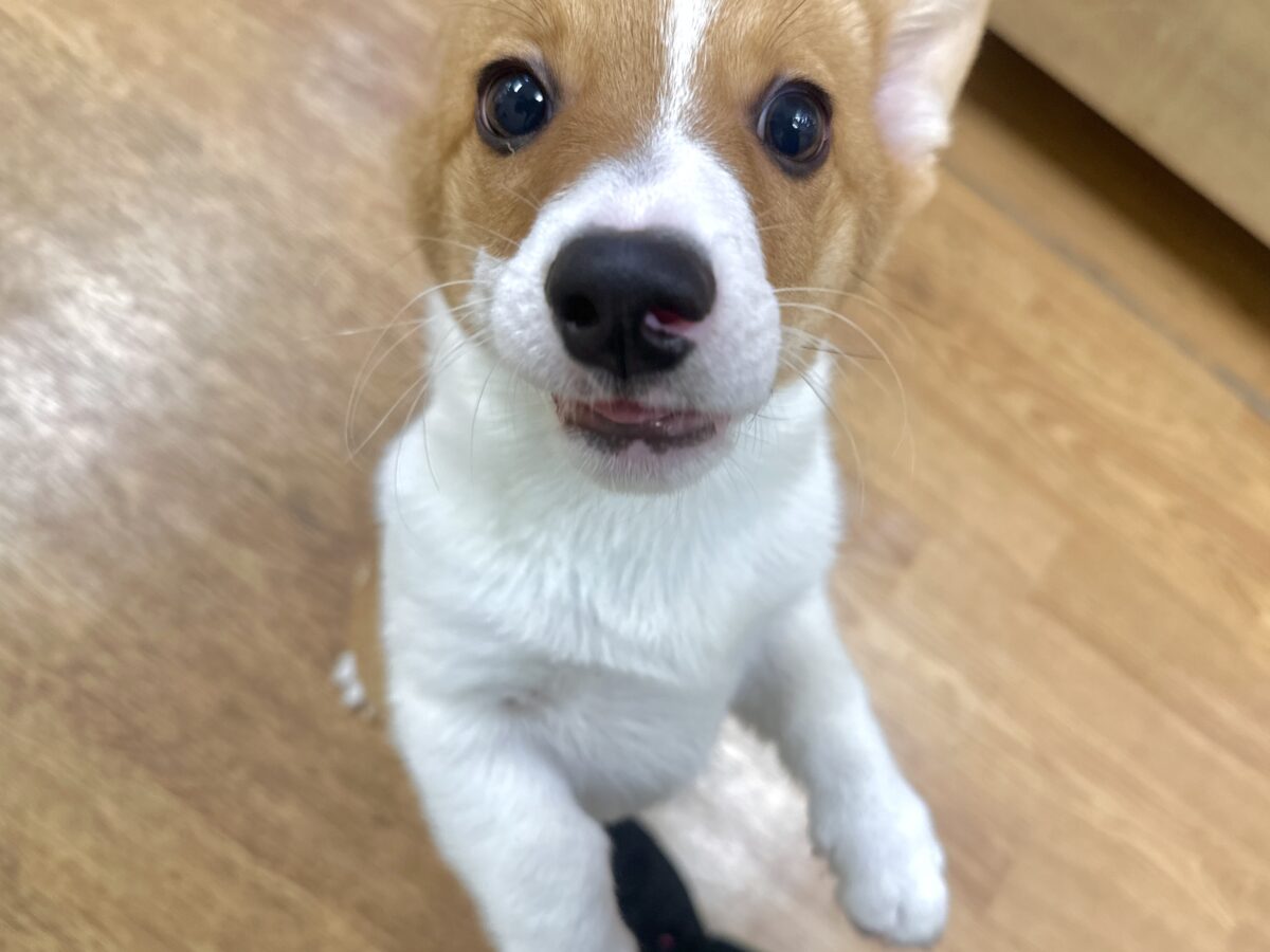 エネルギッシュ✊🏻❤️🔥むちむちコーギーくん🍞 ウェルシュコーギー・ペンブローグ