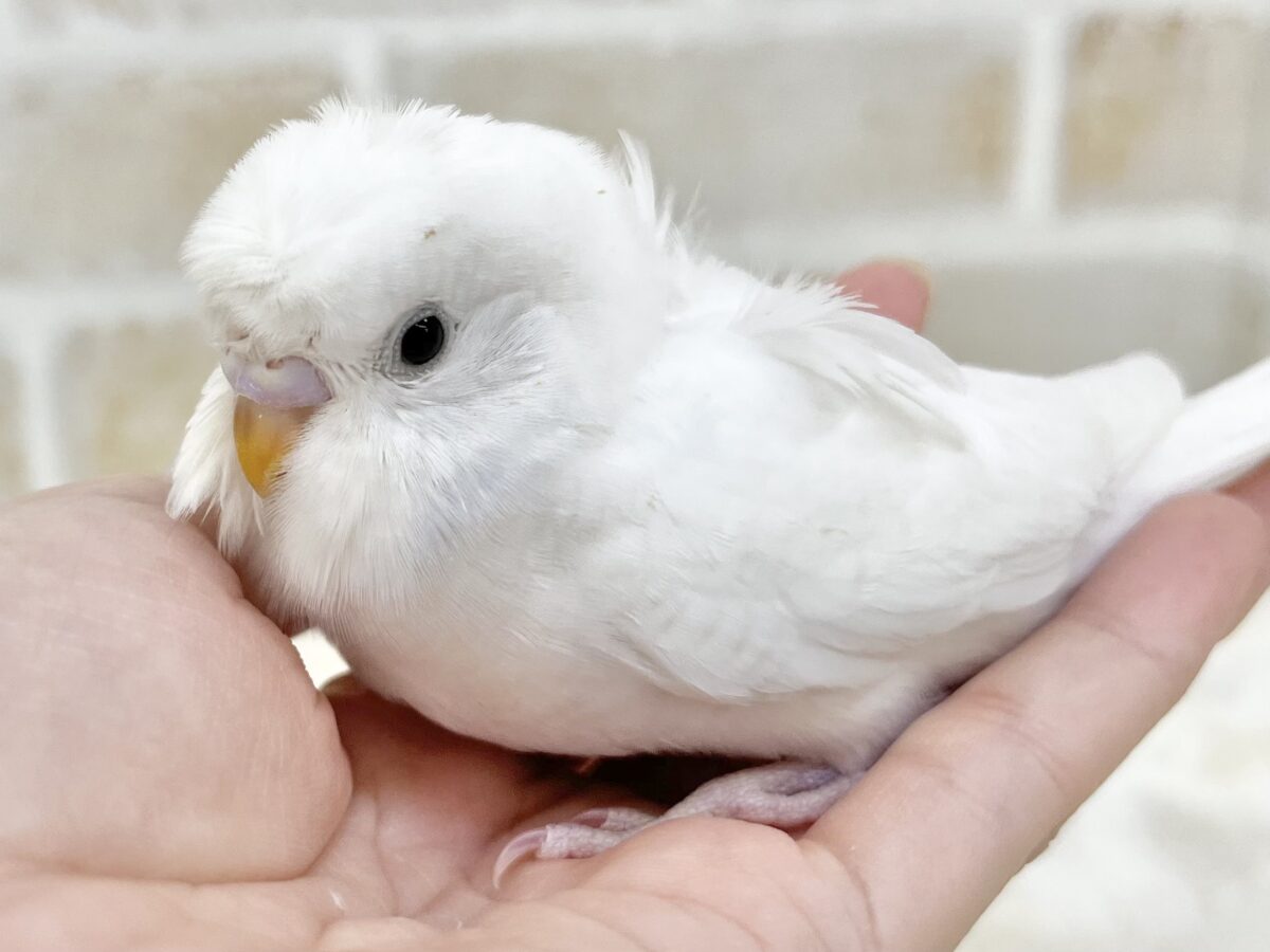 梵天セキセイインコ