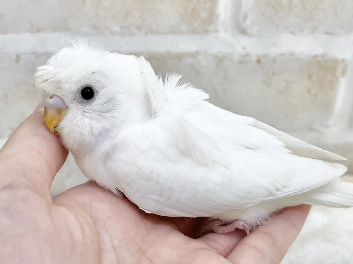 梵天セキセイインコ