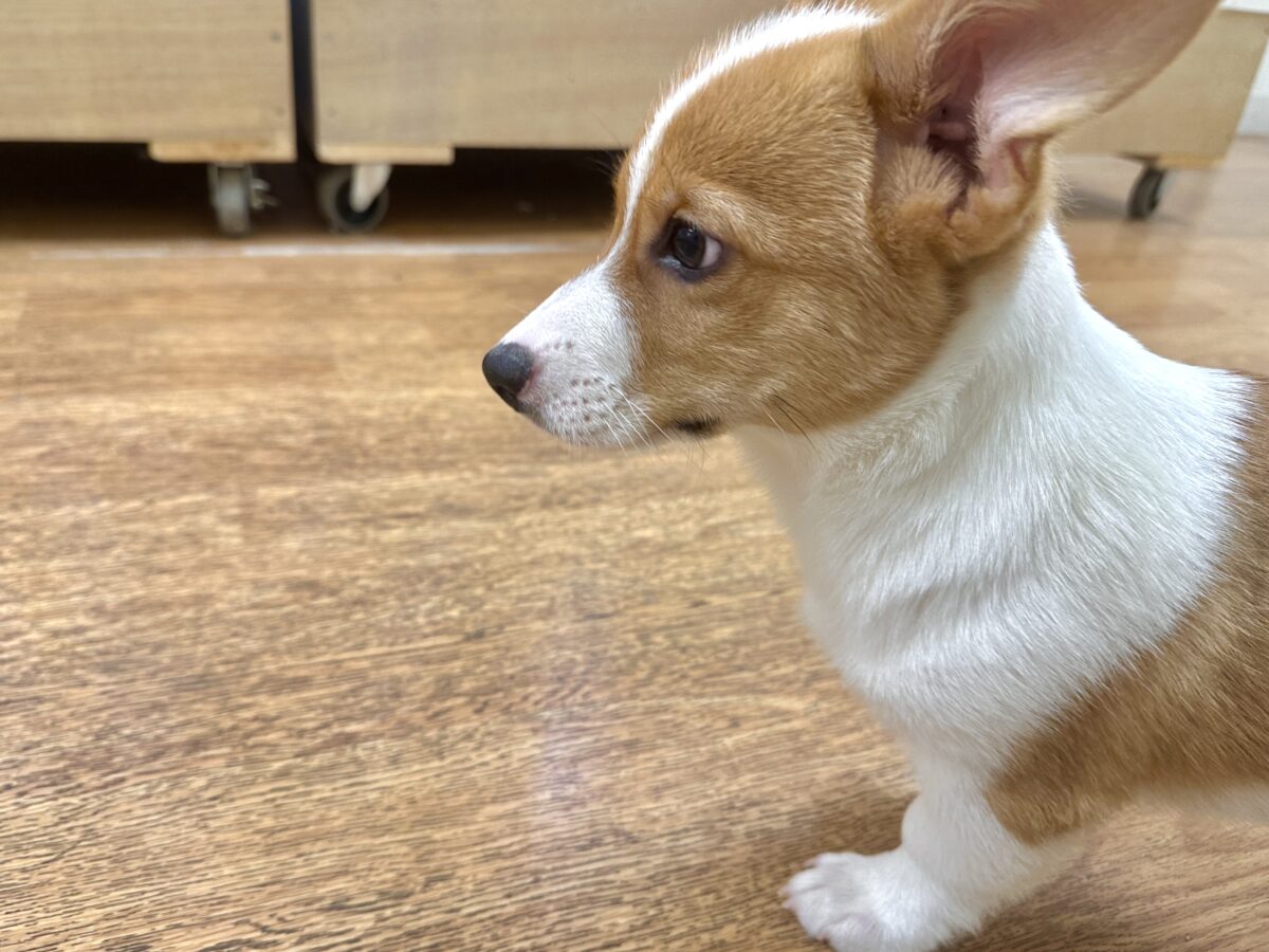 エネルギッシュ✊🏻❤️🔥むちむちコーギーくん🍞 ウェルシュコーギー・ペンブローグ