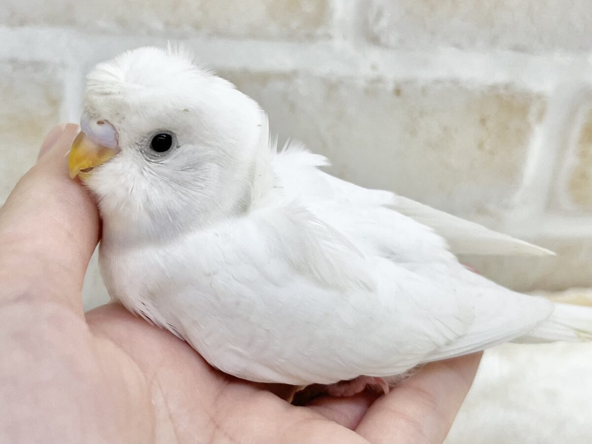 梵天セキセイインコ