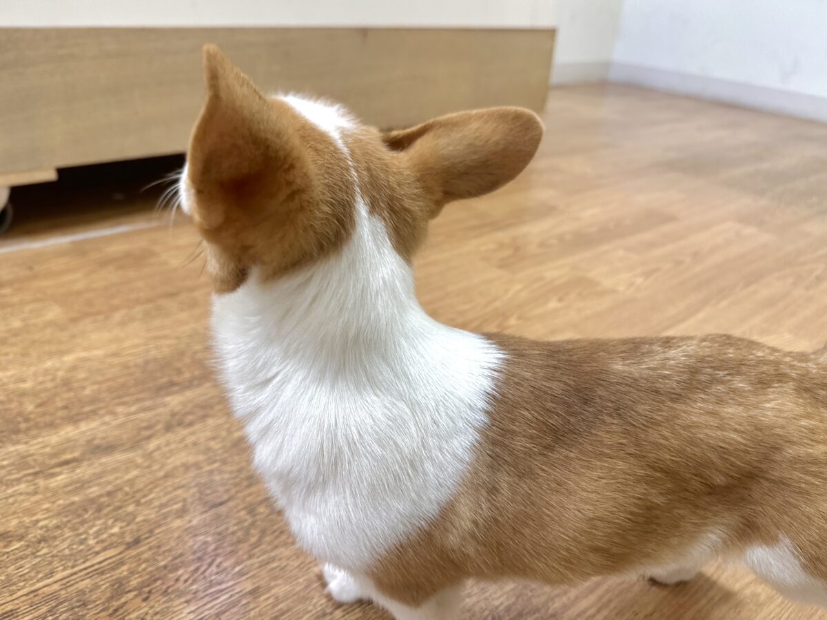 エネルギッシュ✊🏻❤️🔥むちむちコーギーくん🍞 ウェルシュコーギー・ペンブローグ
