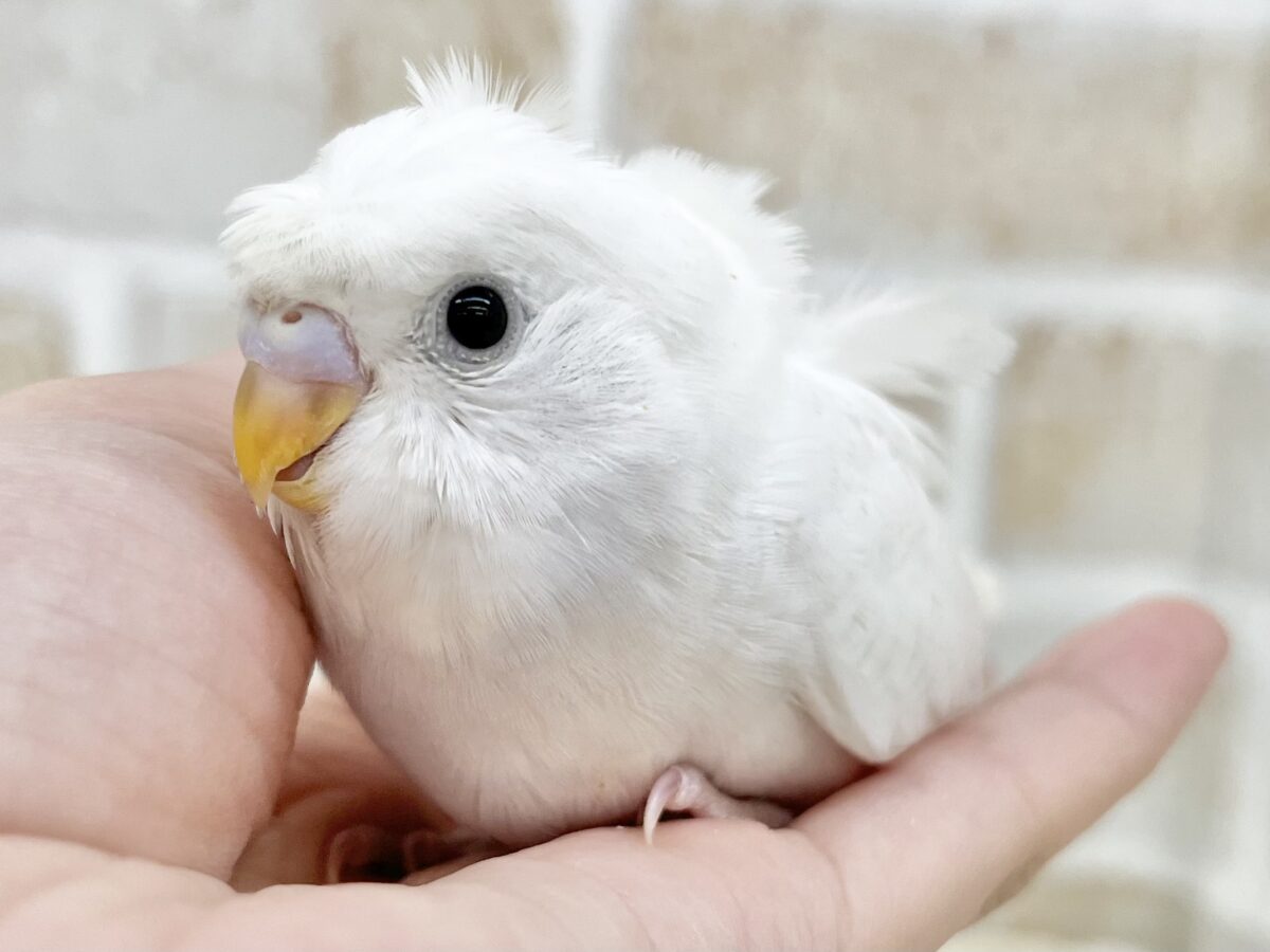 梵天セキセイインコ