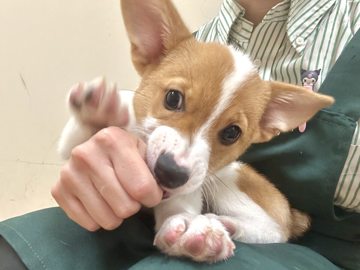 エネルギッシュ✊🏻❤️🔥むちむちコーギーくん🍞 ウェルシュコーギー・ペンブローグ