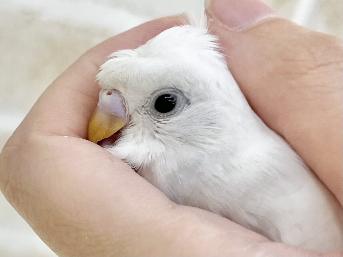 梵天セキセイインコ