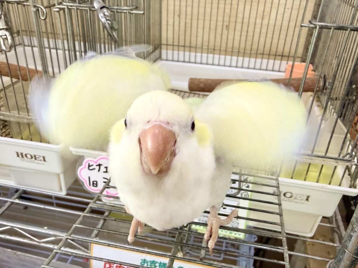 オキナインコ
