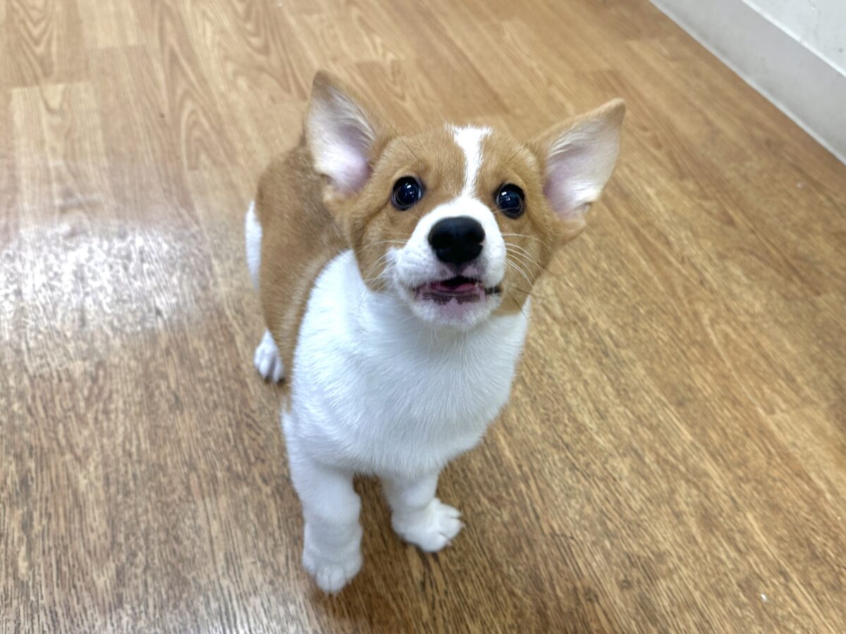 エネルギッシュ✊🏻❤️🔥むちむちコーギーくん🍞 ウェルシュコーギー・ペンブローグ