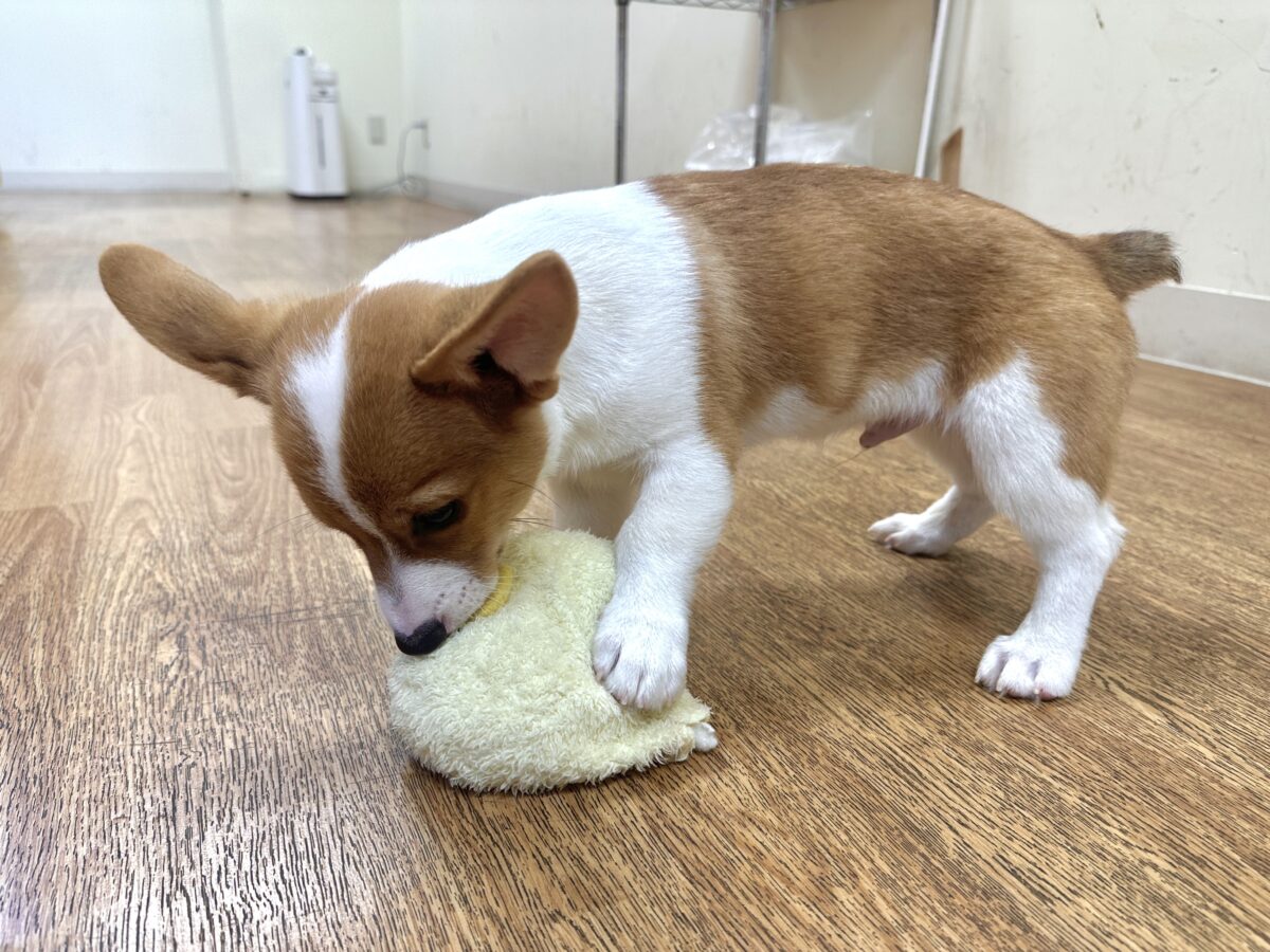 エネルギッシュ✊🏻❤️🔥むちむちコーギーくん🍞 ウェルシュコーギー・ペンブローグ