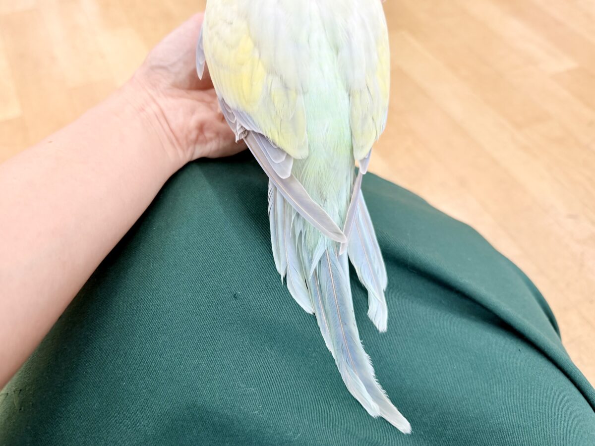 オキナインコ